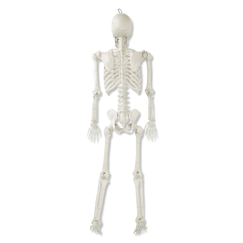Halloween LED Poseable Skeleton Decoration